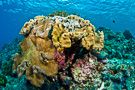 Soft Coral Outcrop #1